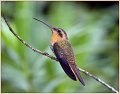 Saw-billed Hermit, Brazil